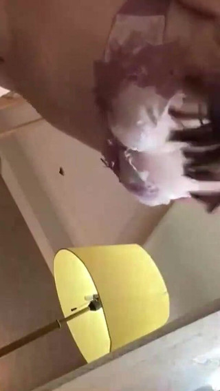 アジアン エンジェル 25129