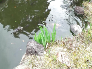 M607g05 中津の大きな古民家に住む56歳の熟女を突撃！